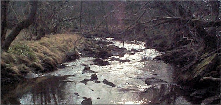 Jugger Howe Beck flowing through woodland managed by the Woodland Trust