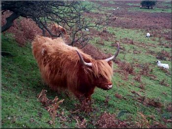 Highland cow near Skelton Tower