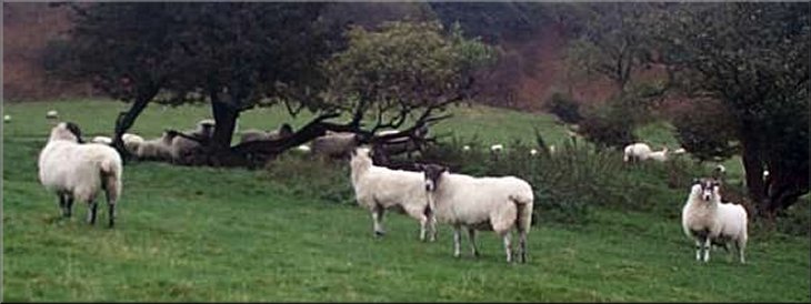 Sheep near Low Horcum