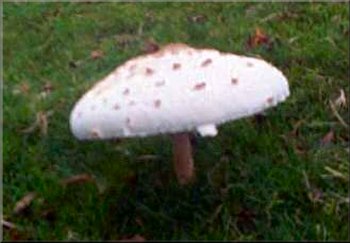Autumn fungus near Dundale Pond 