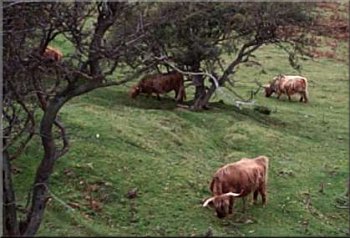 Highland cattle near Skelton Tower