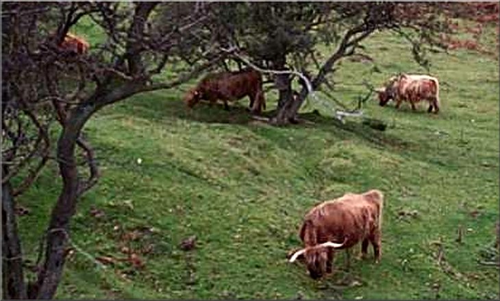 Highland cattle near Skelton Tower