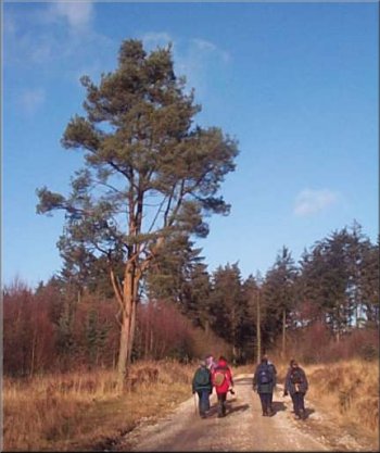 The Sutherland Road, an access track, in Cropton Forest