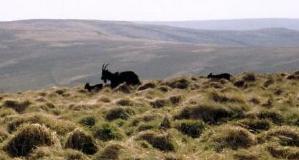 Cheviot wild goat with two kids