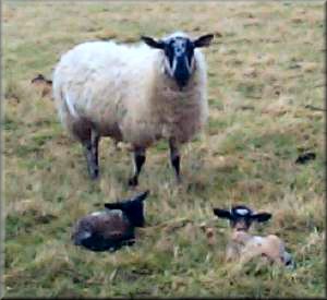 A ewe guarding her new born lambs