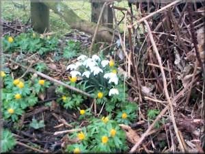 Snowdrops and yellow aconites beside the road near Uncleby