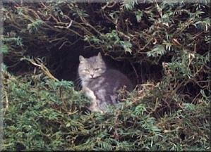 Cat resting in the yew hedge at Kirby Underdale church
