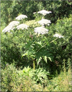 Giant Hog Weed by the path