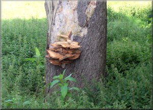 Huge bracket fungus on a dead tree stump