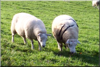 A texel tupp wearing his sire harness