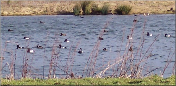 Tufted ducks on the wetlands beside the canal at Ripon racecourse