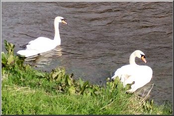 Swans on the river Teviot