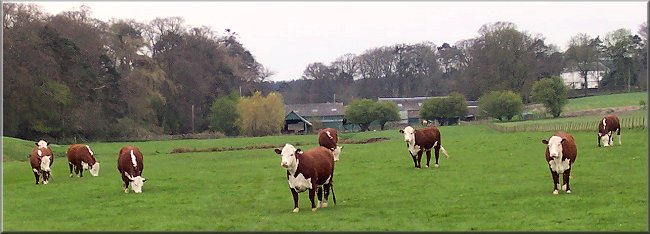 Hereford cattle inspecting our arrival at Morebattle