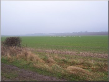 A flock of gulls was the onlt feature of this huge field