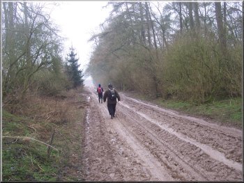 Muddy track throught woods