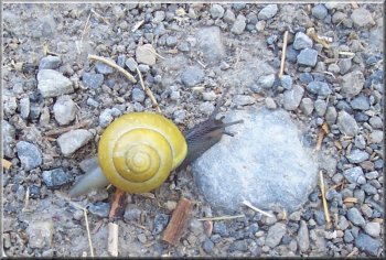 Snail crossing the path