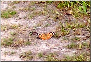 Tortoise shell butterfly on the path through the woods