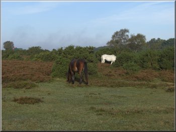 Ponies grazing near Telegraph Hill car park