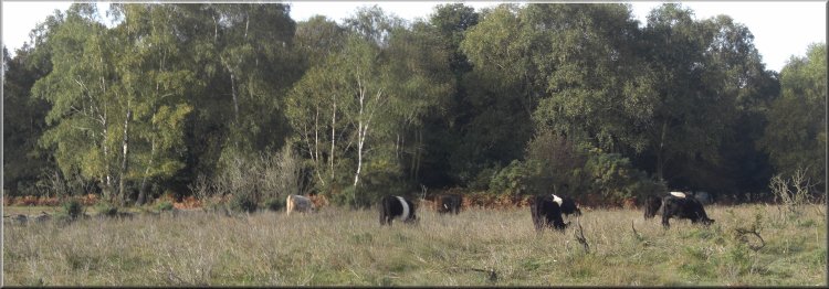 Belted Galloway cattle grazing on the heath - I believe they do well on this sort of rough grazing 