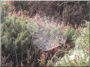 Dewy cobweb on the gorse