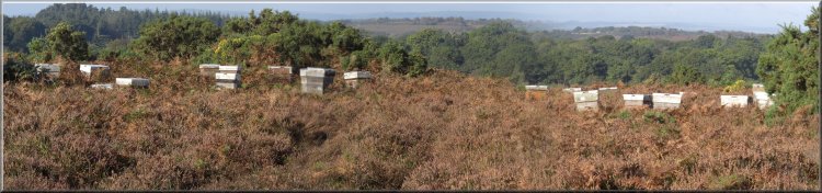 Bee hives brought here to harvest the heather honey