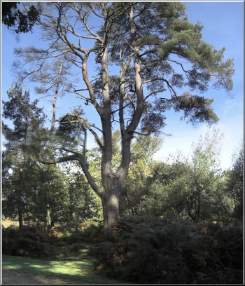 One of my favourite trees - a huge Scots Pine against a lovely blue sky