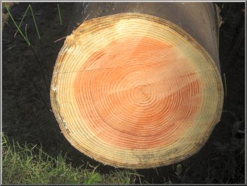 Count the annual growth rings on this 34 year old conifer