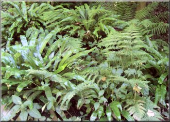 Many kinds of fern growing in Danes Dyke 