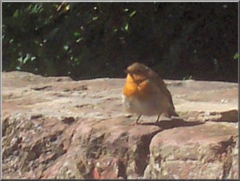 Robin waiting for crumbs at the Danes Dyke cafe 