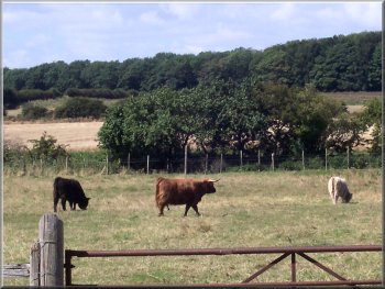 Highland cattle near Flamborough 