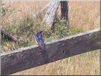 Young swallow on a fence rail 