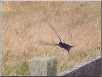 Young swallow taking off from the fence rail 