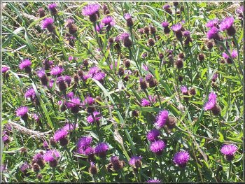 Knapweed by the cliff path 