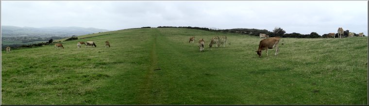 Jersey cattle grazing bt the grassy track along the ridge of Nine Barrow Down