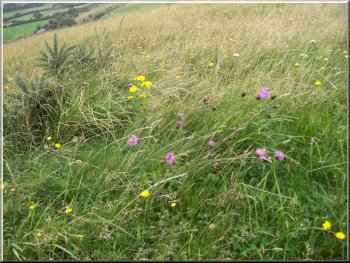 Wild flowers amongst the grasses beside the Purbeck Way