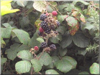 Blackberries by the path
