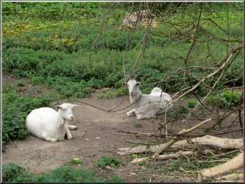 Siesta time for two Saanen goats