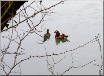 Pair of Mandarin Ducks at Cannop Ponds