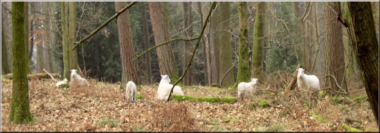 Sheep with young lambs resting in the forest