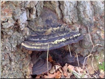 Bracket fungus on the Verderers Oak