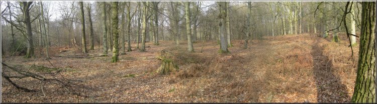 Some of the lovely open woodland of the Forest of Dean