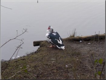 Muscovy duck at the edge of Cannop Ponds