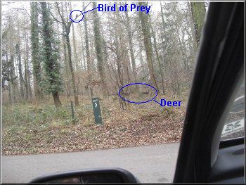 Deer and bird of prey sighted as we left the car park