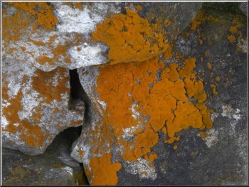 Orange lichen on a stone wall 