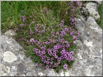 Wild thyme gowing by the path