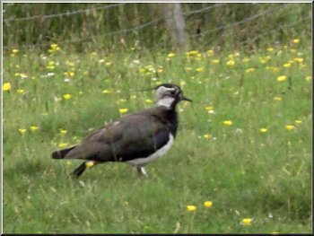 A lapwing by the path