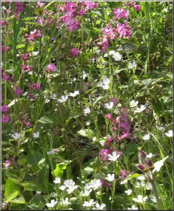 Red Campion and white Stitchwort by the path