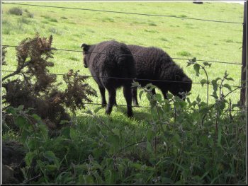 Soay lambs beside the road