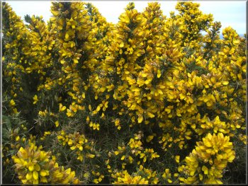 Yellow Gorse (or Furse) by  the path