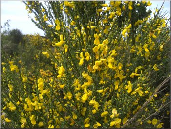 Yellow Broom (no prickles) growing with the gorse by the path
